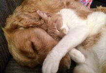 choroby zwierząt domowych - pies i kot