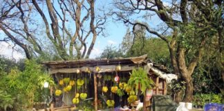 Afrodyzjaki - smaki Afryki, których nie można przegapić