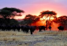 Co warto wiedzieć przed wyjazdem na safari w Afryce?