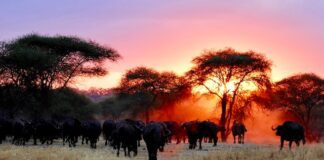 Co warto wiedzieć przed wyjazdem na safari w Afryce?
