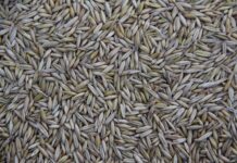 Gdzie są produkowane samochody Lexus? Gdzie są produkowane samochody Lexus?