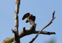 Jak się ładuje latarkę?