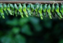 Co jedzą larwy pszczoły?