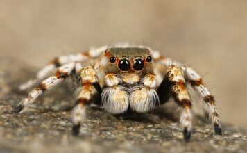 Jak zrobić pająka na twarzy?