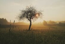 Czy rana bez szycia się zagoi?