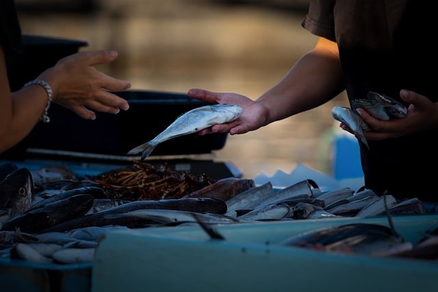 Jak legalnie sprzedawać matki pszczele? Jak legalnie sprzedawać matki pszczele?