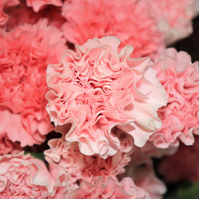 Kiedy najlepiej kupić odkłady pszczele? Kiedy najlepiej kupić odkłady pszczele?