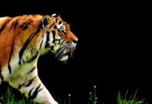 Czy automat jest droższy?