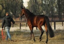 Jak zdjąć cięgna ze skrzyni? Jak zdjąć cięgna ze skrzyni?