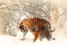 Jak sprawdzić czy matka jest w ulu? Jak sprawdzić czy matka jest w ulu?